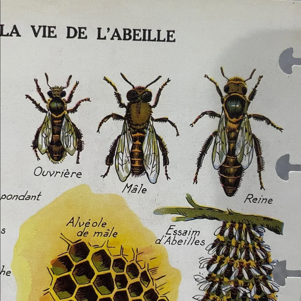Mushroom and Honey Bee Comb TUL double sided